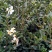 大量批发贛无长林系列油茶树苗