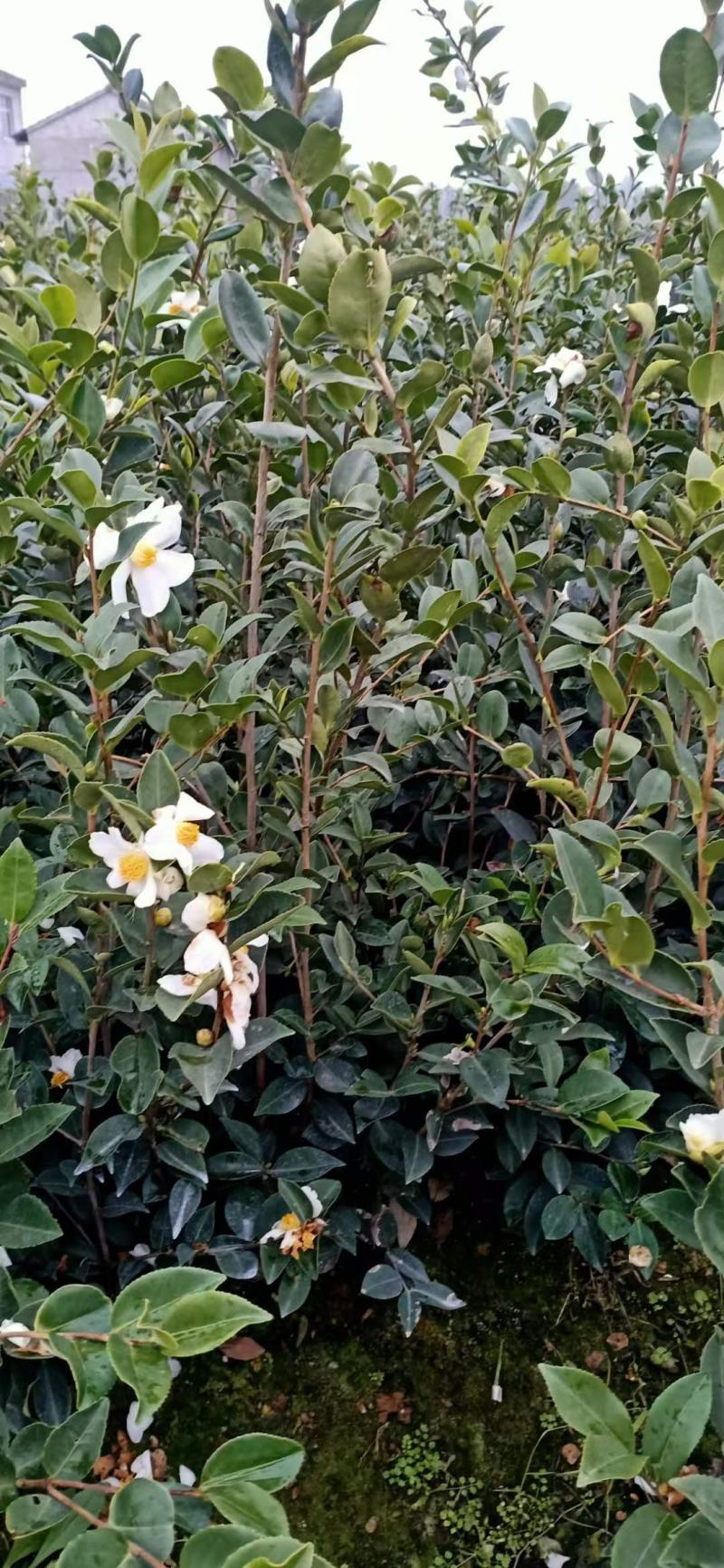 大量批发贛无长林系列油茶树苗