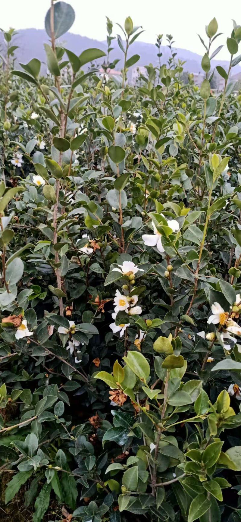 大量批发贛无长林系列油茶树苗