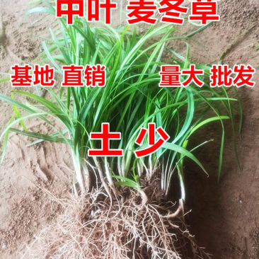 新鲜中麦冬苗基地四季常青耐寒大量低价供应支持视频看货