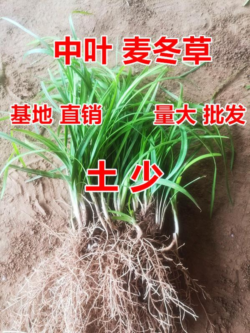 新鲜中麦冬苗基地四季常青耐寒大量低价供应支持视频看货