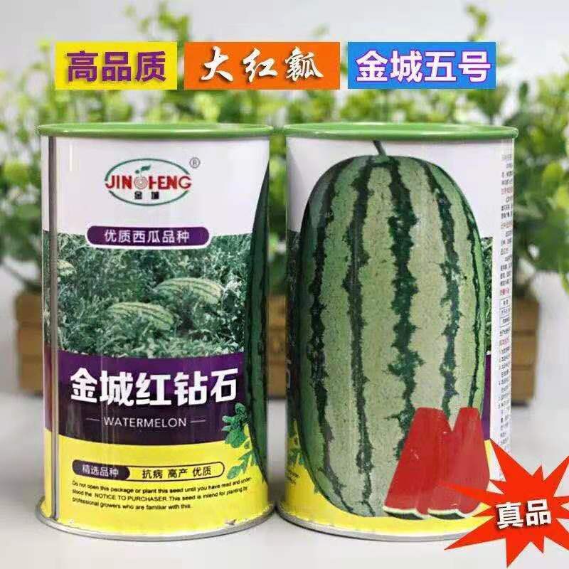 金城五号西瓜苗直播苗/嫁接苗大型西瓜基地直发