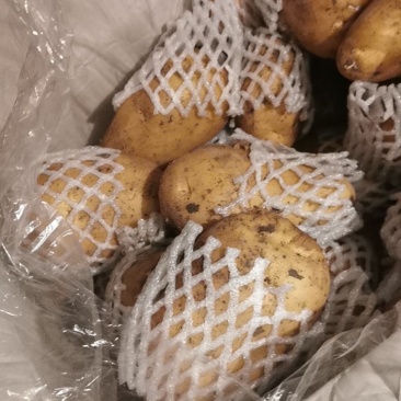 精品土豆，大量供应