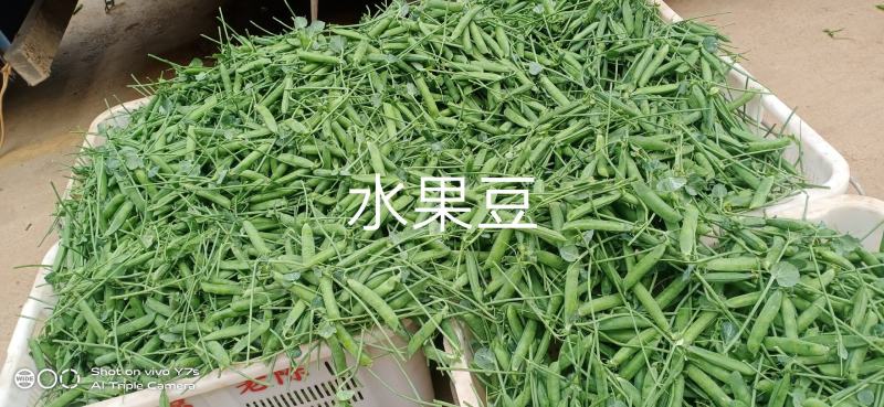 菜豌豆欢迎全国蔬菜客商前来电商谈