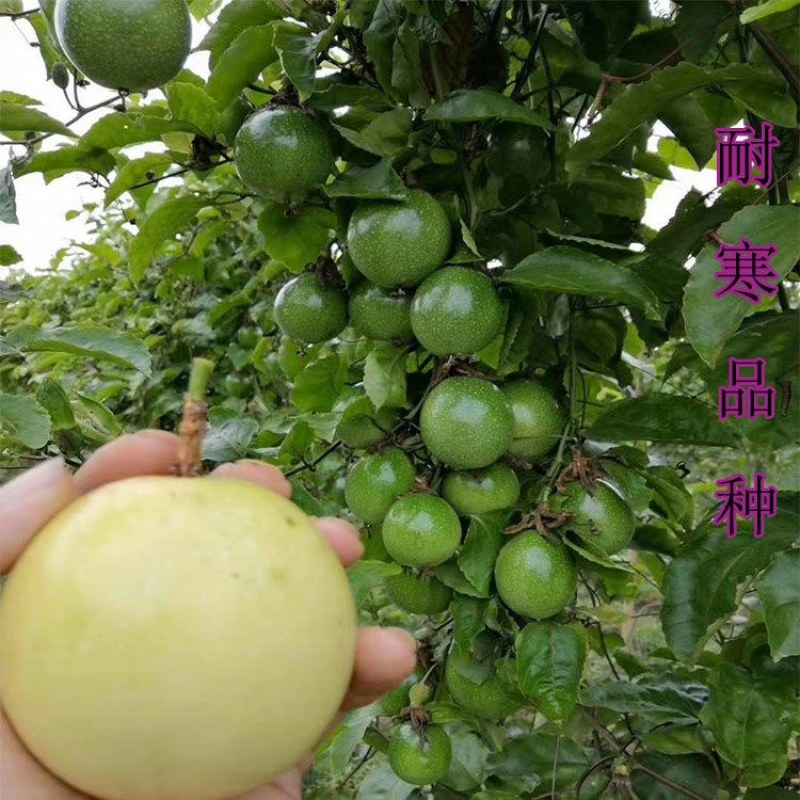 钦蜜百香果苗维密百香果苗蜂蜜味百香果苗钦蜜九号黄金百香果
