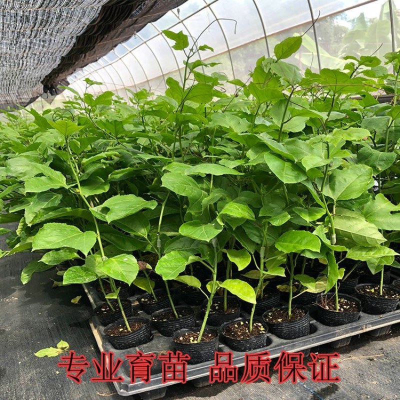 钦蜜百香果苗维密百香果苗蜂蜜味百香果苗钦蜜九号黄金百香果