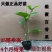 钦蜜百香果苗维密百香果苗蜂蜜味百香果苗钦蜜九号黄金百香果