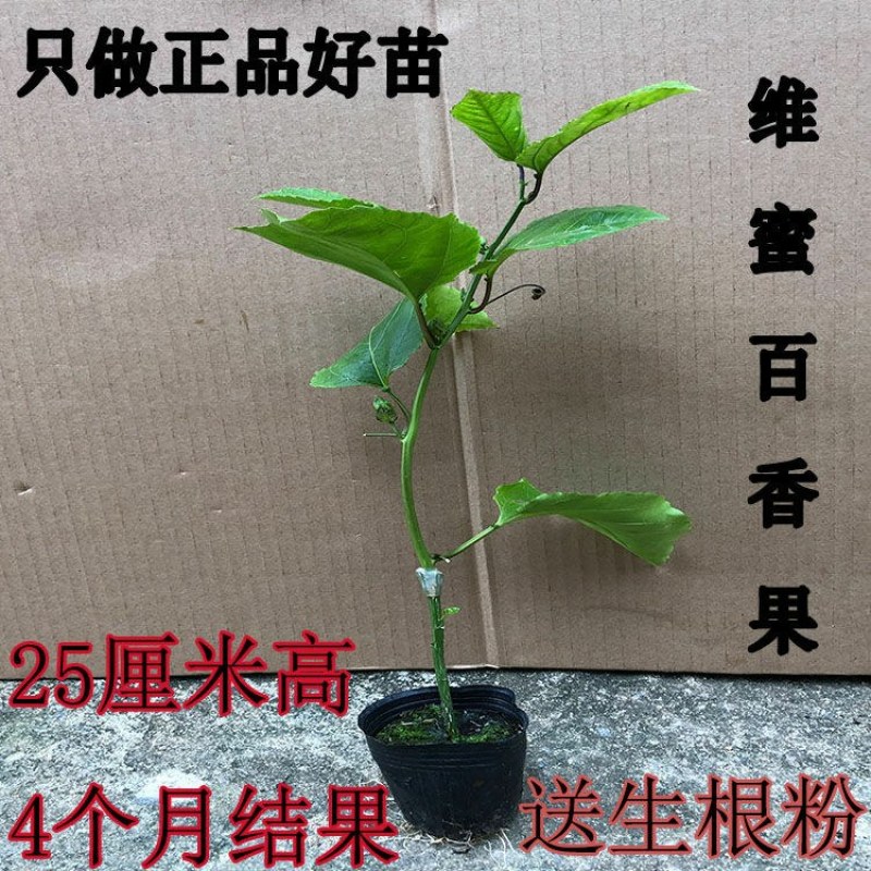 钦蜜百香果苗维密百香果苗蜂蜜味百香果苗钦蜜九号黄金百香果