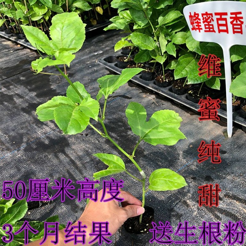 钦蜜百香果苗维密百香果苗蜂蜜味百香果苗钦蜜九号黄金百香果