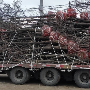 10公分柿子树装车5公分至20公分货源充足