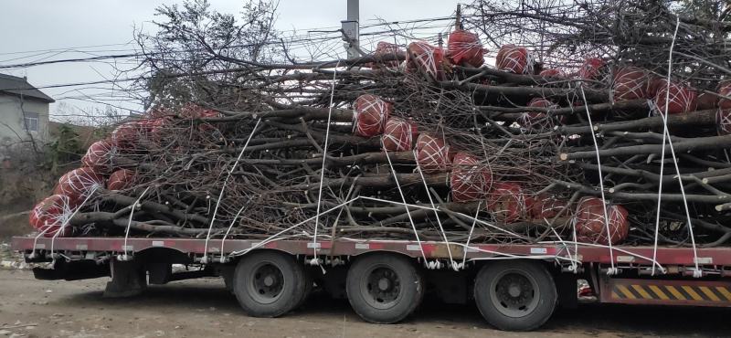 10公分柿子树装车5公分至20公分货源充足