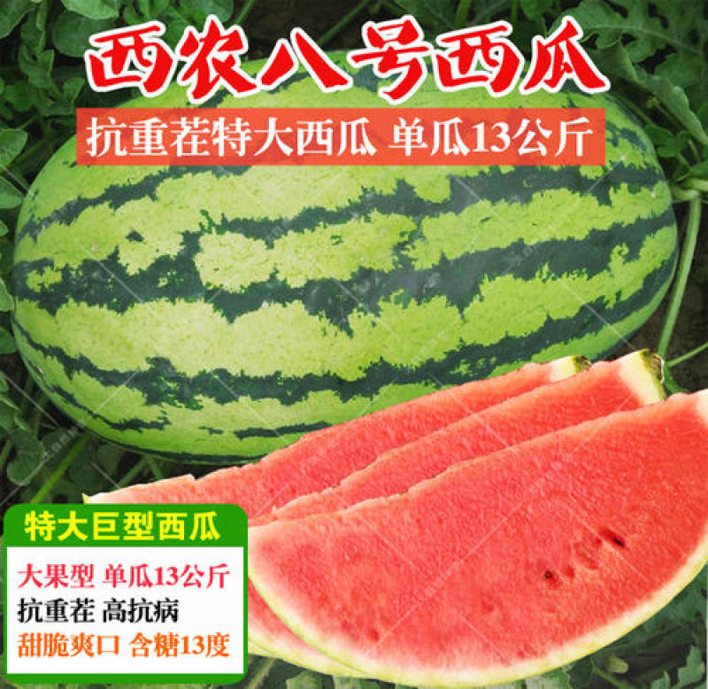 西农八号西瓜苗直播苗/嫁接苗中晚熟品种瓜苗基地直发