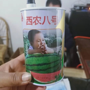 西农八号西瓜苗直播苗/嫁接苗中晚熟品种瓜苗基地直发