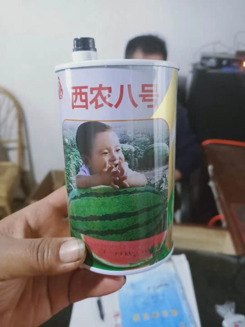 西农八号西瓜苗直播苗/嫁接苗中晚熟品种瓜苗基地直发