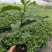 钦蜜百香果苗维密百香果苗蜂蜜味百香果苗钦蜜九号黄金百香果