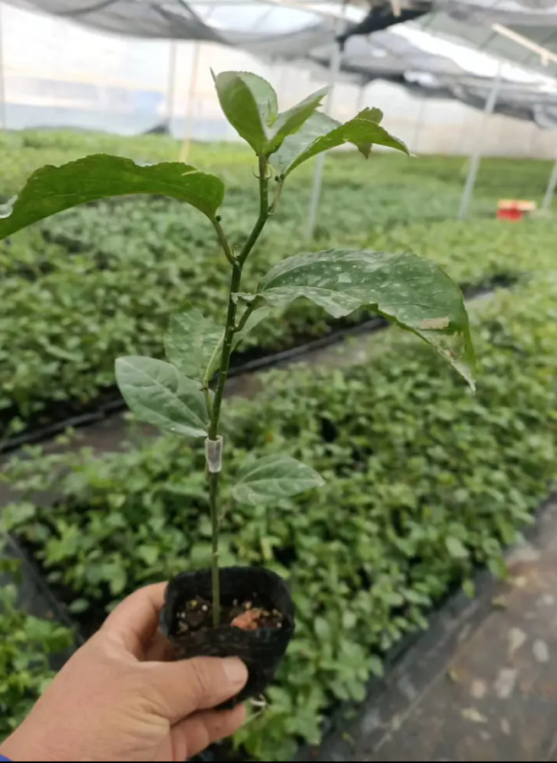 钦蜜百香果苗维密百香果苗蜂蜜味百香果苗钦蜜九号黄金百香果