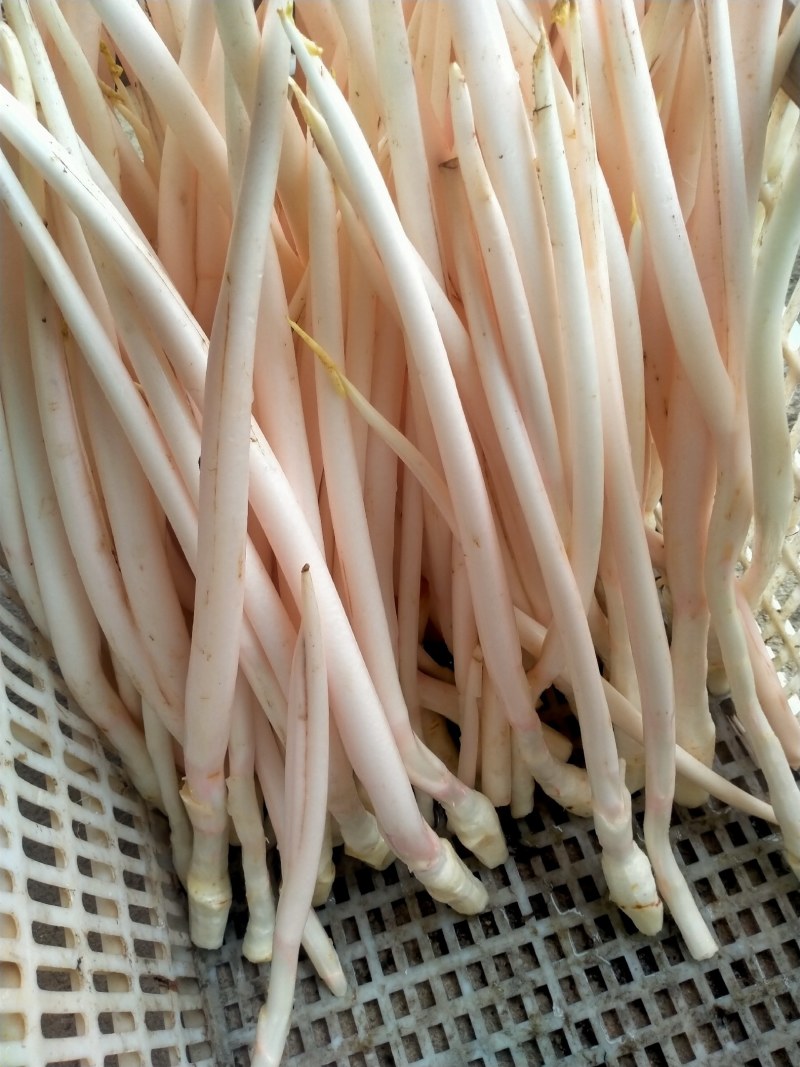 【精品芋芽菜】特色菜，高端特色食材，专业生产销售