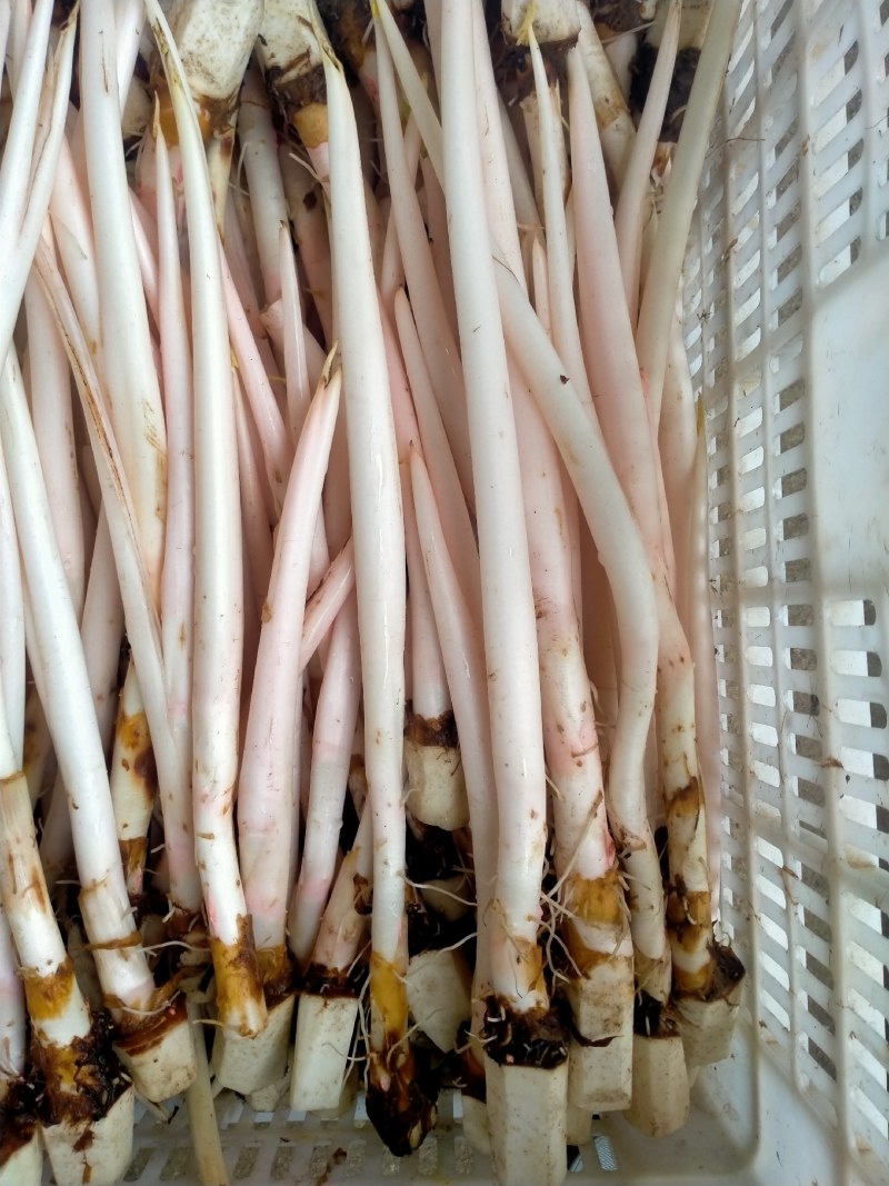 【精品芋芽菜】特色菜，高端特色食材，专业生产销售