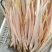 【精品芋芽菜】特色菜，高端特色食材，专业生产销售