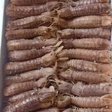 自家渔船捕捞——皮皮虾