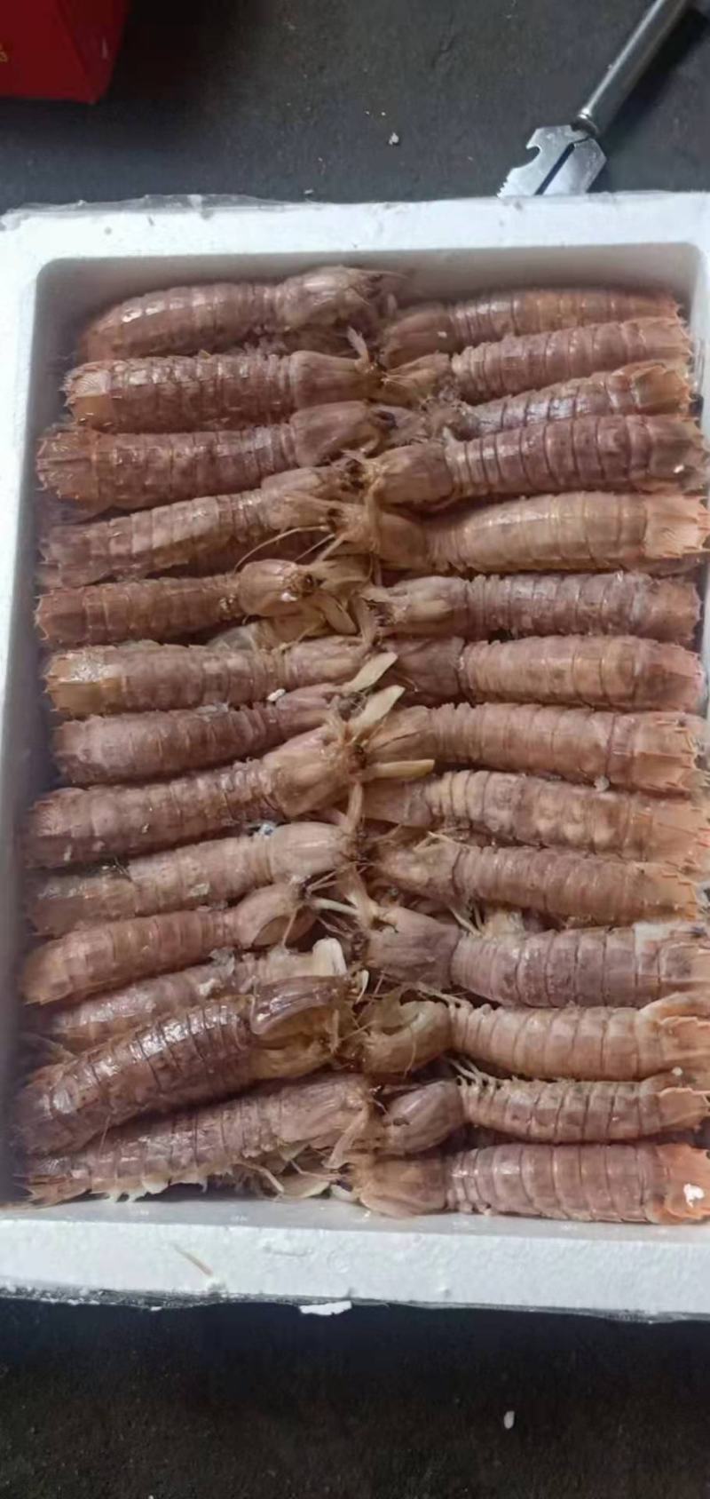 自家渔船捕捞——皮皮虾