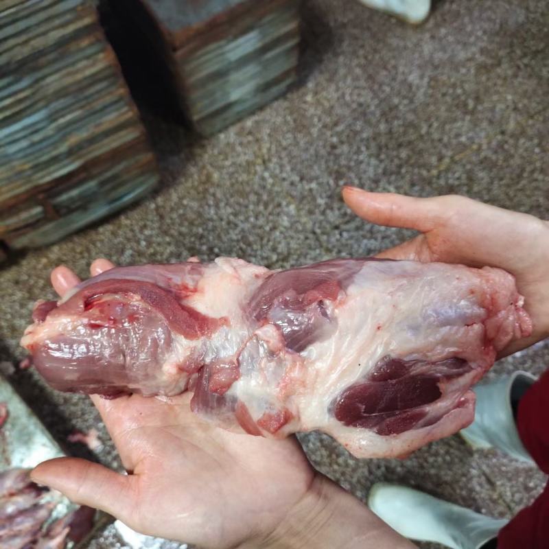 山东母猪负腱，中腱品质保证产地直发可视频看货欢迎咨询