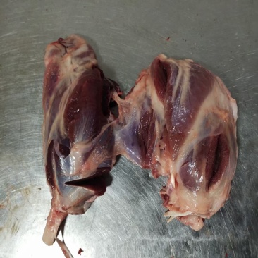山东母猪负腱，中腱品质保证产地直发可视频看货欢迎咨询