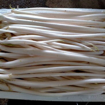 【精品芋芽菜】特色菜，高端特色食材，专业生产销售