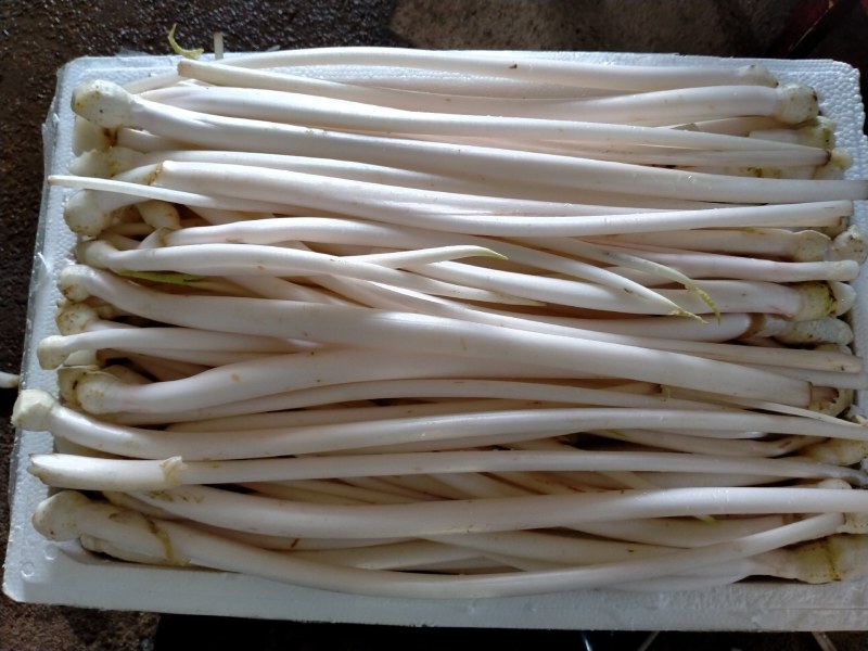 【精品芋芽菜】特色菜，高端特色食材，专业生产销售