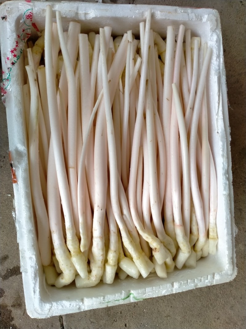 【精品芋芽菜】特色菜，高端特色食材，专业生产销售