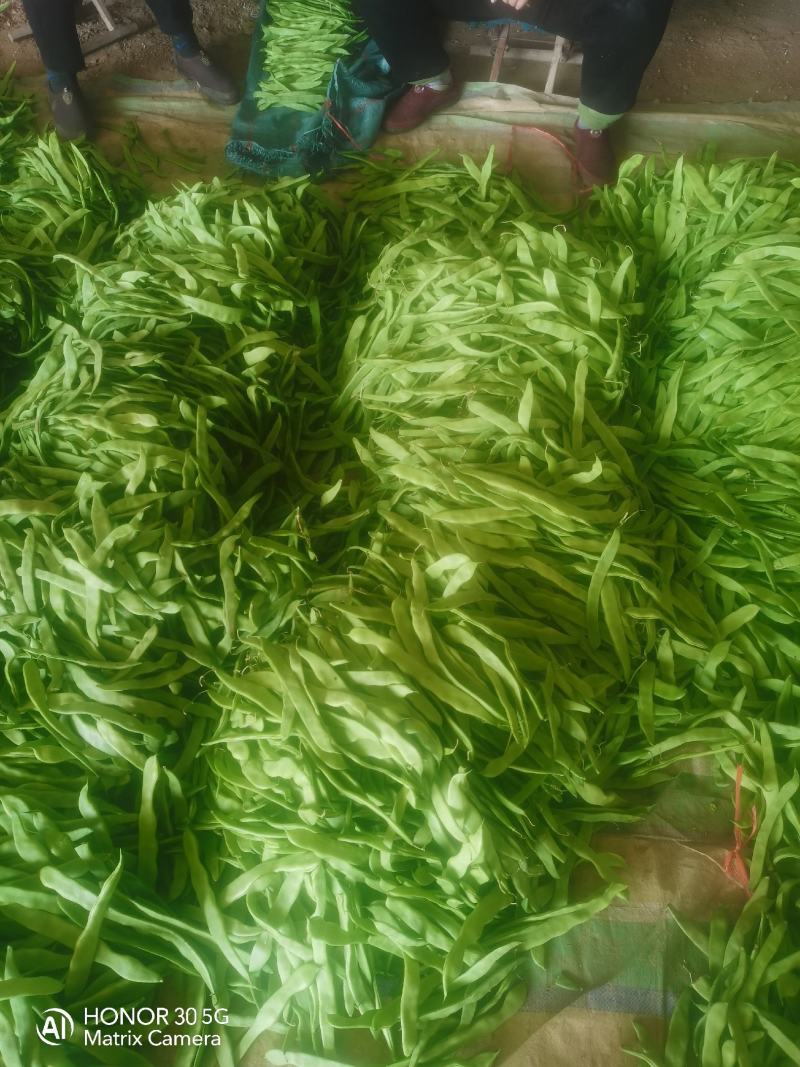扁青芸豆，通货赶集零卖的