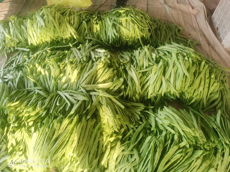 豆类扁豆，颜色绿，卖相好，品质好