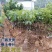 荔枝树苗嫁接苗妃子笑无核荔枝A4灵山香荔鸡嘴荔糯米糍南方