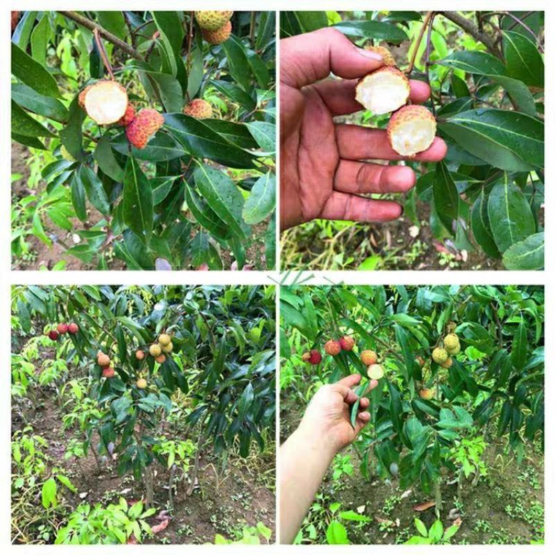 荔枝树苗嫁接苗妃子笑无核荔枝A4灵山香荔鸡嘴荔糯米糍南方