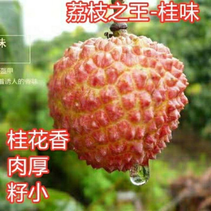 荔枝树苗嫁接苗妃子笑无核荔枝A4灵山香荔鸡嘴荔糯米糍南方