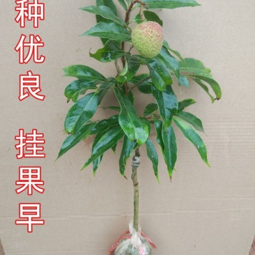 荔枝树苗嫁接苗妃子笑无核荔枝A4灵山香荔鸡嘴荔糯米糍南方