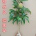 荔枝树苗嫁接苗妃子笑无核荔枝A4灵山香荔鸡嘴荔糯米糍南方