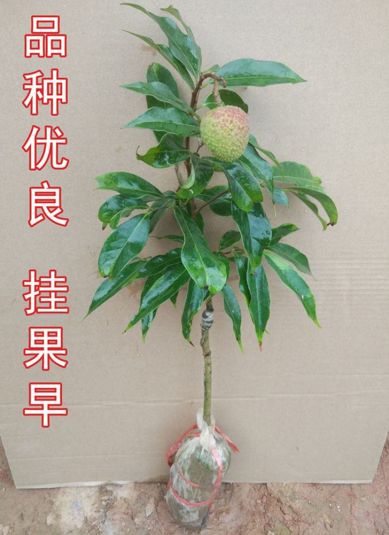 荔枝树苗嫁接苗妃子笑无核荔枝A4灵山香荔鸡嘴荔糯米糍南方