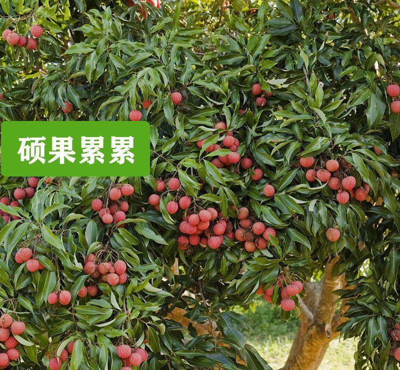 荔枝树苗嫁接苗妃子笑无核荔枝A4灵山香荔鸡嘴荔糯米糍南方