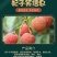 荔枝树苗嫁接苗妃子笑无核荔枝A4灵山香荔鸡嘴荔糯米糍南方
