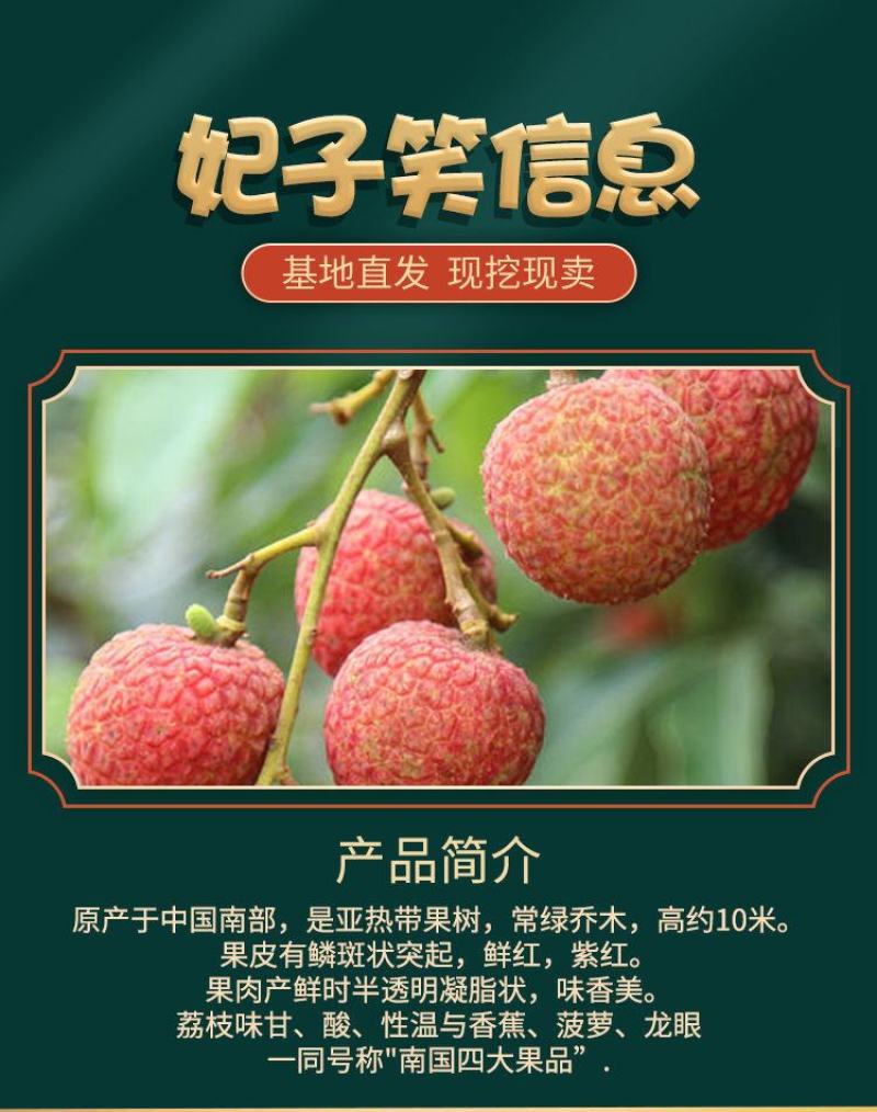 荔枝树苗嫁接苗妃子笑无核荔枝A4灵山香荔鸡嘴荔糯米糍南方