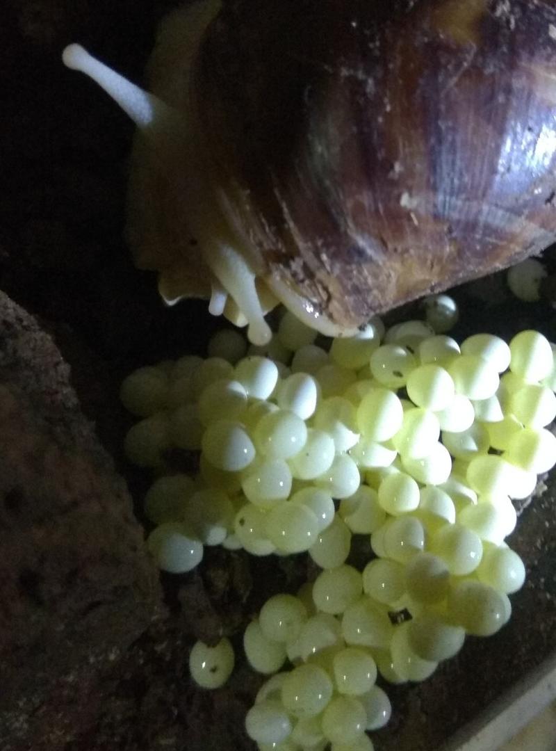 白玉蜗牛卵蜗牛蛋（1000粒/袋）非偏远地区包邮