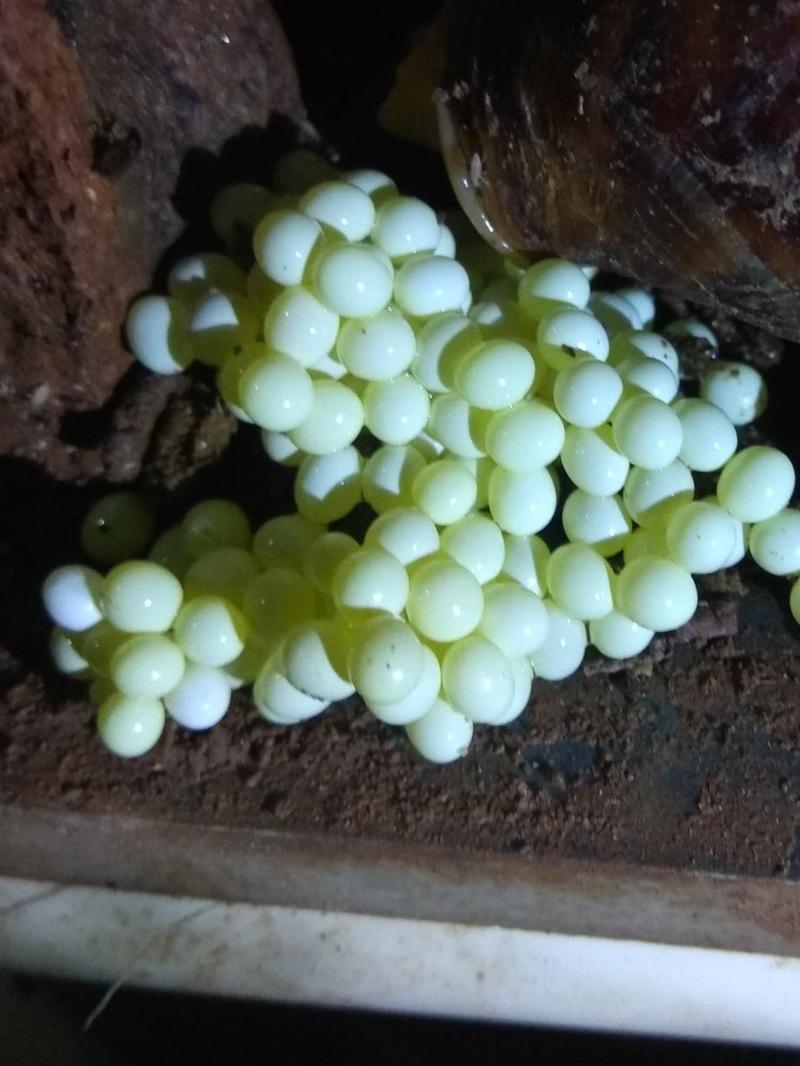 白玉蜗牛卵蜗牛蛋（1000粒/袋）非偏远地区包邮