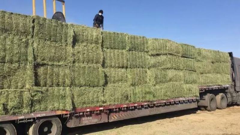 优质苜蓿草国产进口都有需要的联系蛋白18以上甘肃河西