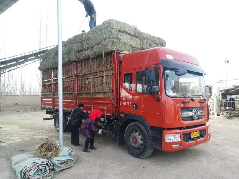 优质苜蓿草国产进口都有需要的联系蛋白18以上甘肃河西