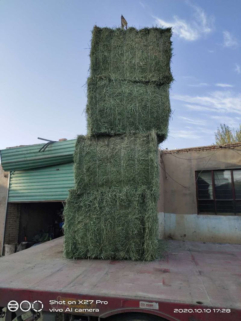 优质苜蓿草国产进口都有需要的联系蛋白18以上甘肃河西