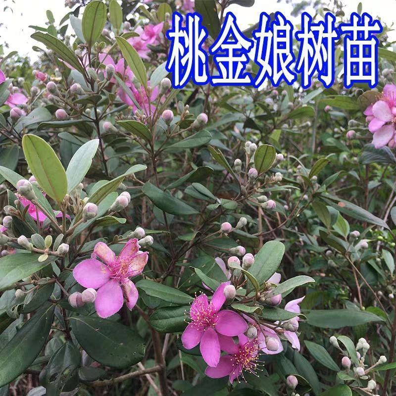 桃金娘苗捻子树苗四季种植山捻子苗庭院盘栽树苗户外绿化观赏
