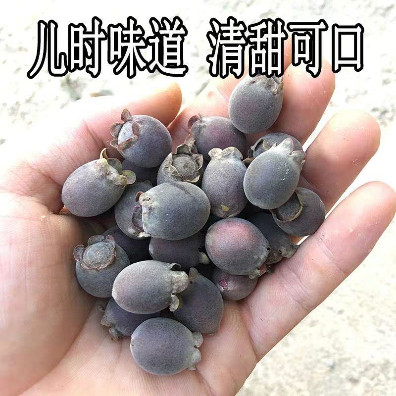 桃金娘苗捻子树苗四季种植山捻子苗庭院盘栽树苗户外绿化观赏