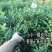 桃金娘苗捻子树苗四季种植山捻子苗庭院盘栽树苗户外绿化观赏