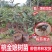 桃金娘苗捻子树苗四季种植山捻子苗庭院盘栽树苗户外绿化观赏